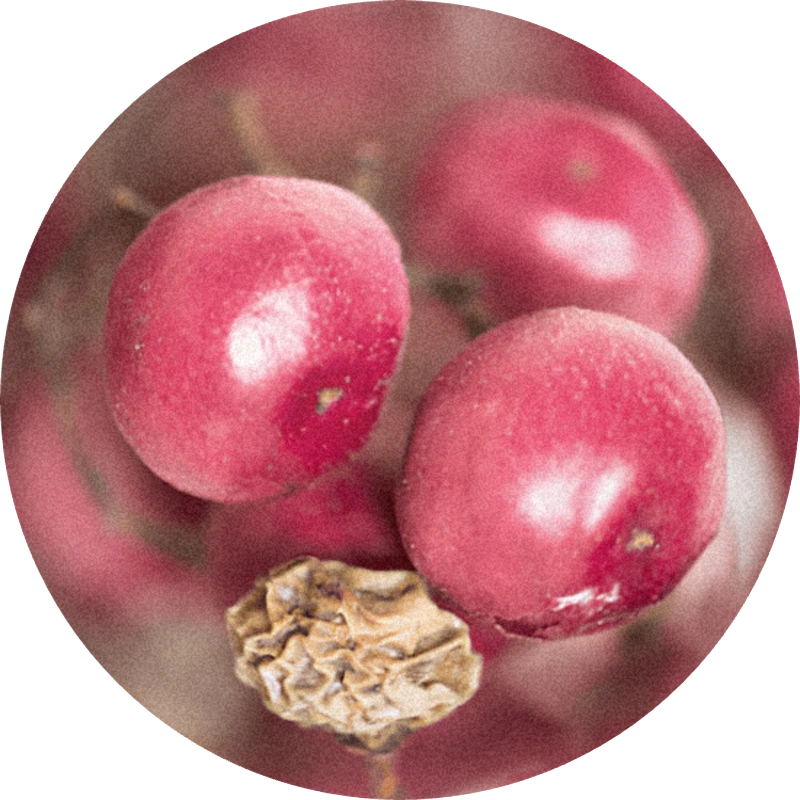Pink Pepper SFE