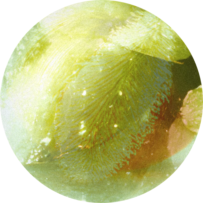 Pollenal II
