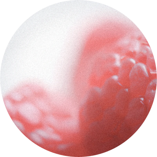 Raspberry Ketone (powder)