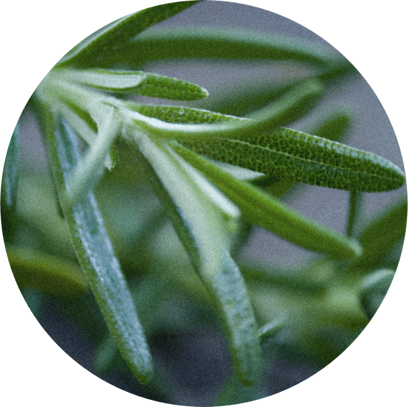 Rosemary Oil (Morocco)
