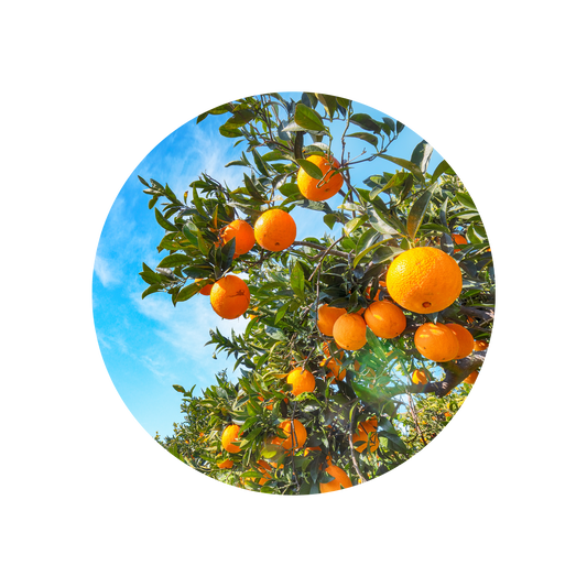 Sweet Orange Oil Distilled