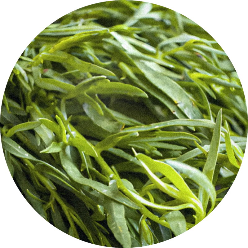 Tarragon Oil