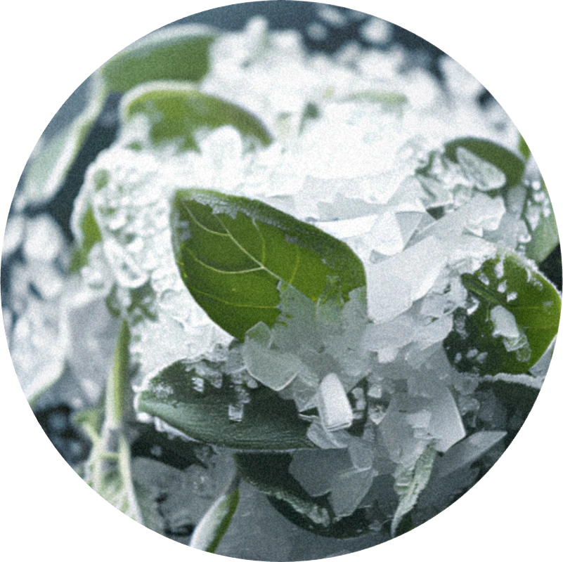 Thymol (crystals)