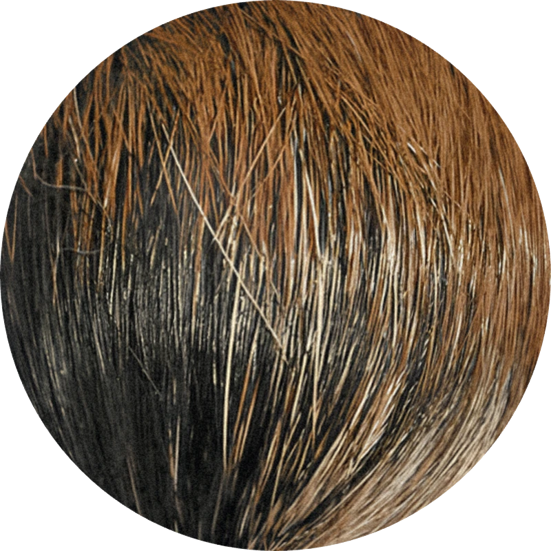 Tonquitone