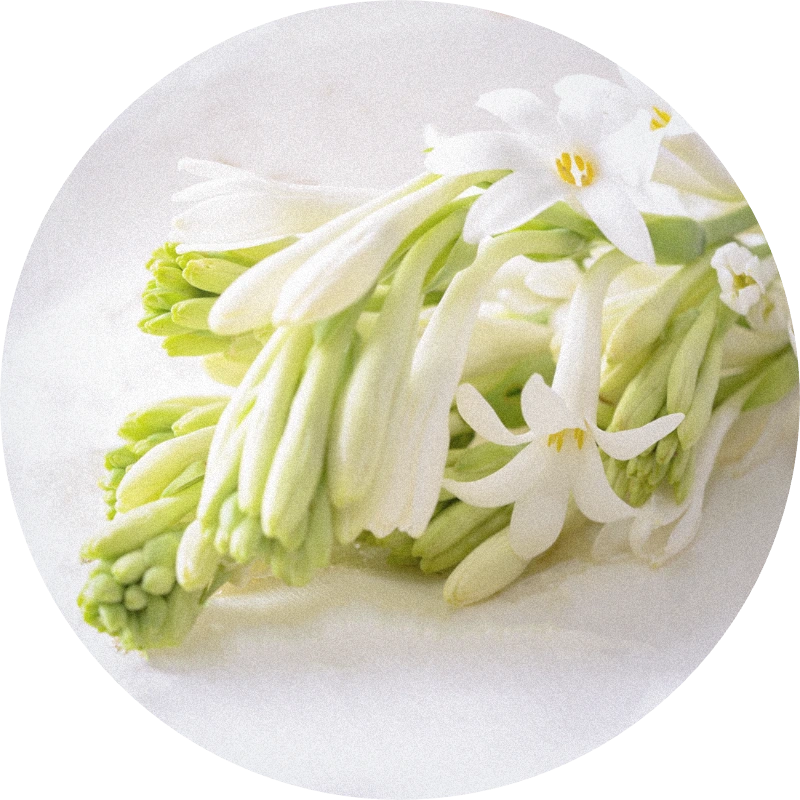 Tuberose Absolute
