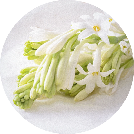 Tuberose Absolute