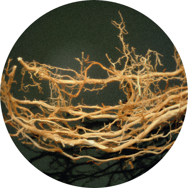 Vetiver Oil Haiti SIGNature