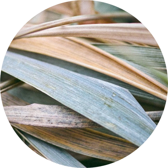 Vetiver Java MD