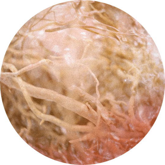 Vetyrisia®