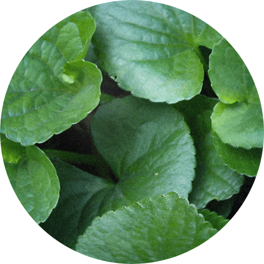 Violet Leaf Absolute 50% (TEC)
