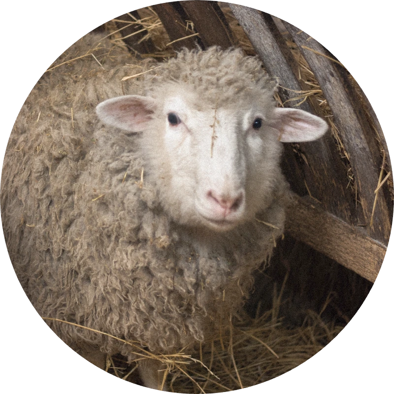 Wool Absolute