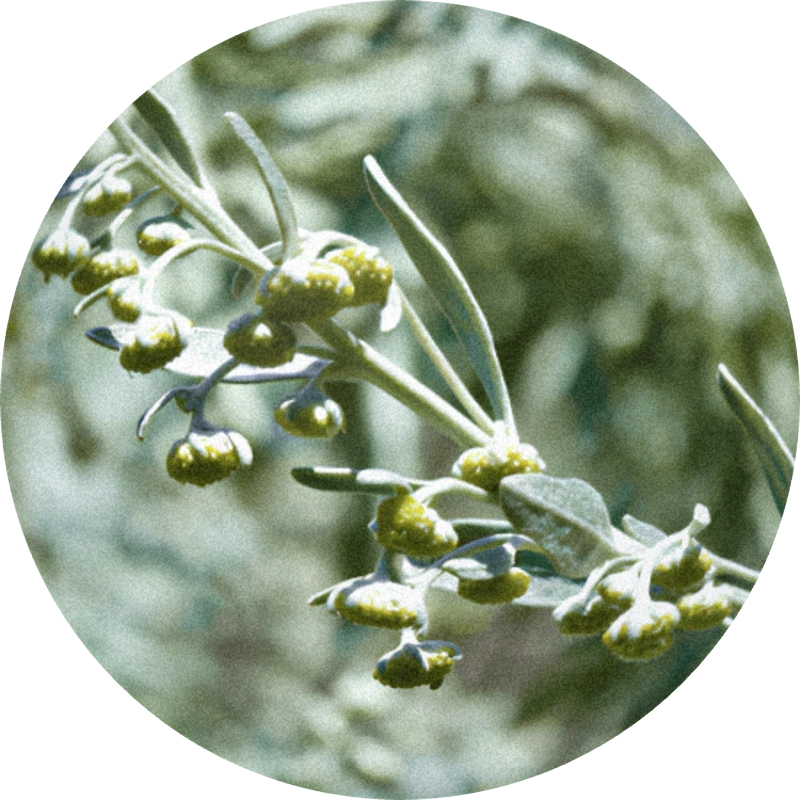 Wormwood Oil (artemisia absinthium)
