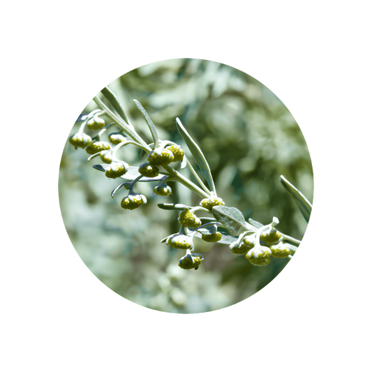 Wormwood Essence (artemisia absinthium) 5 g