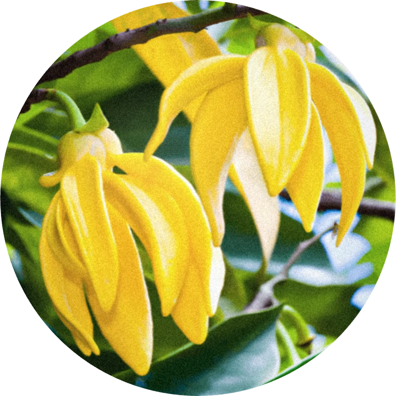 Ylang Ylang Extra